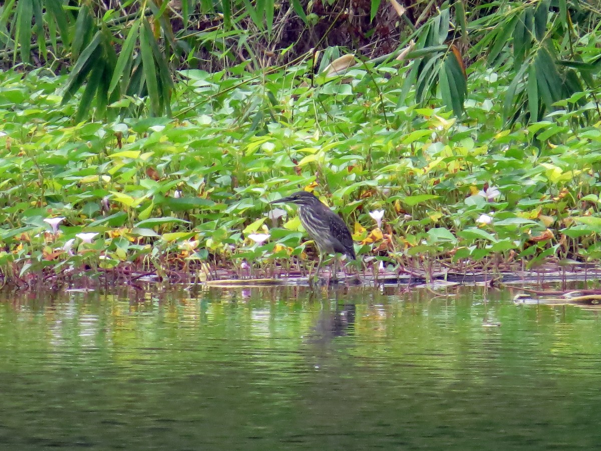 Little Heron - ML645765680