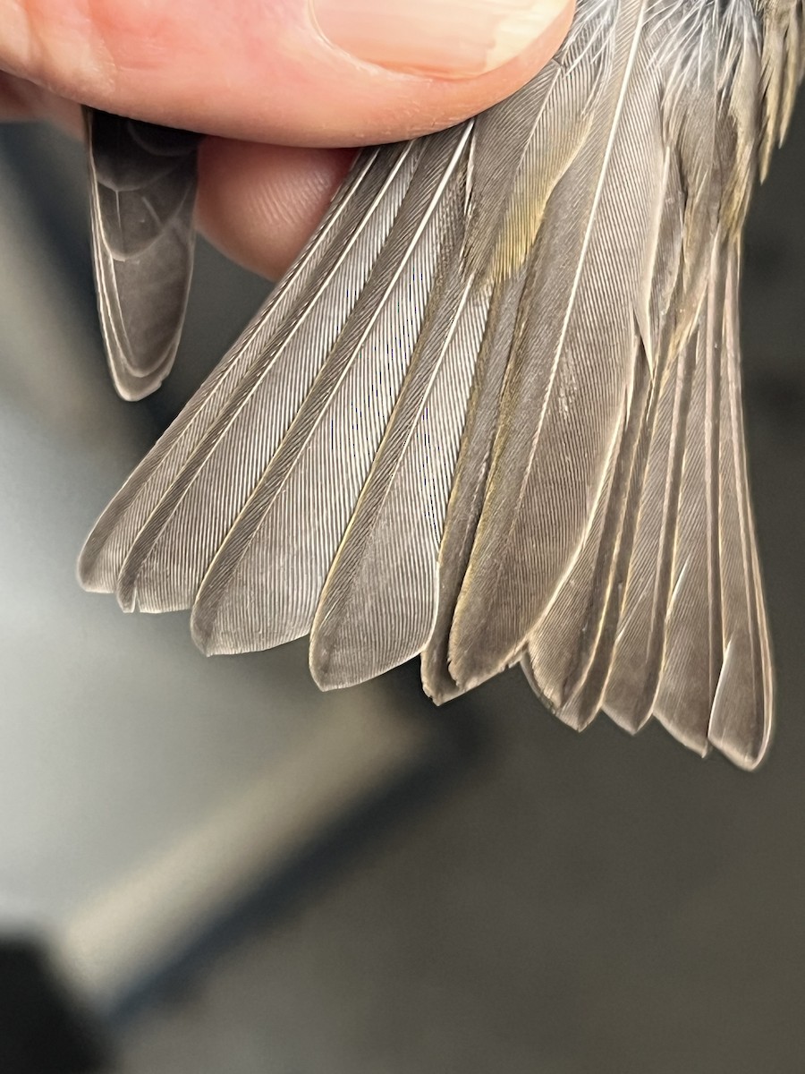 Purple Finch - ML645765681