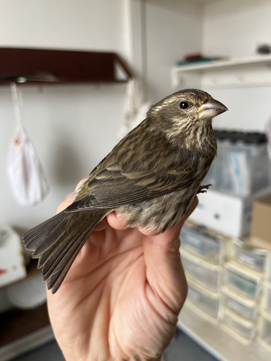 Purple Finch - ML645765682