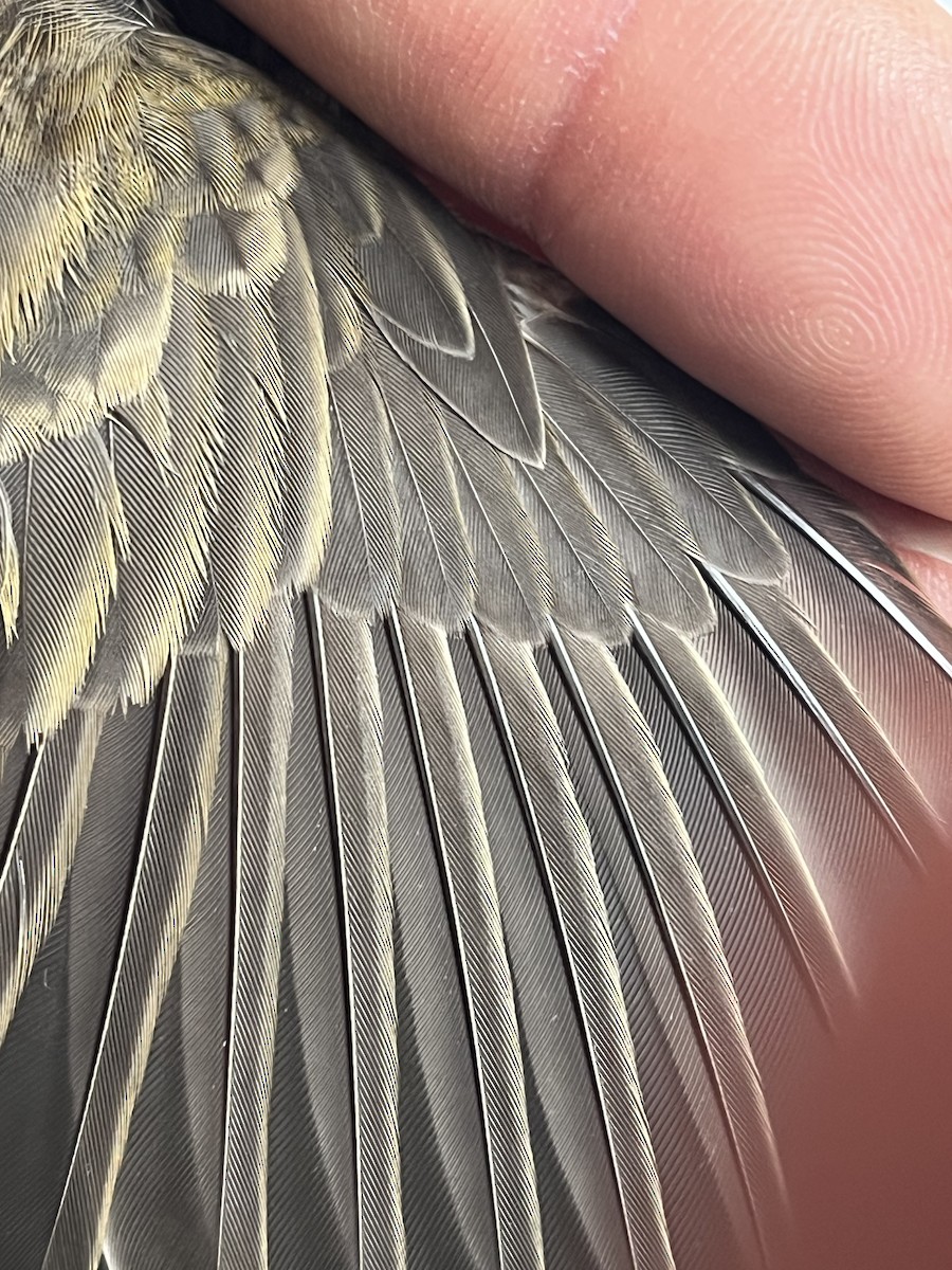 Purple Finch - ML645765683