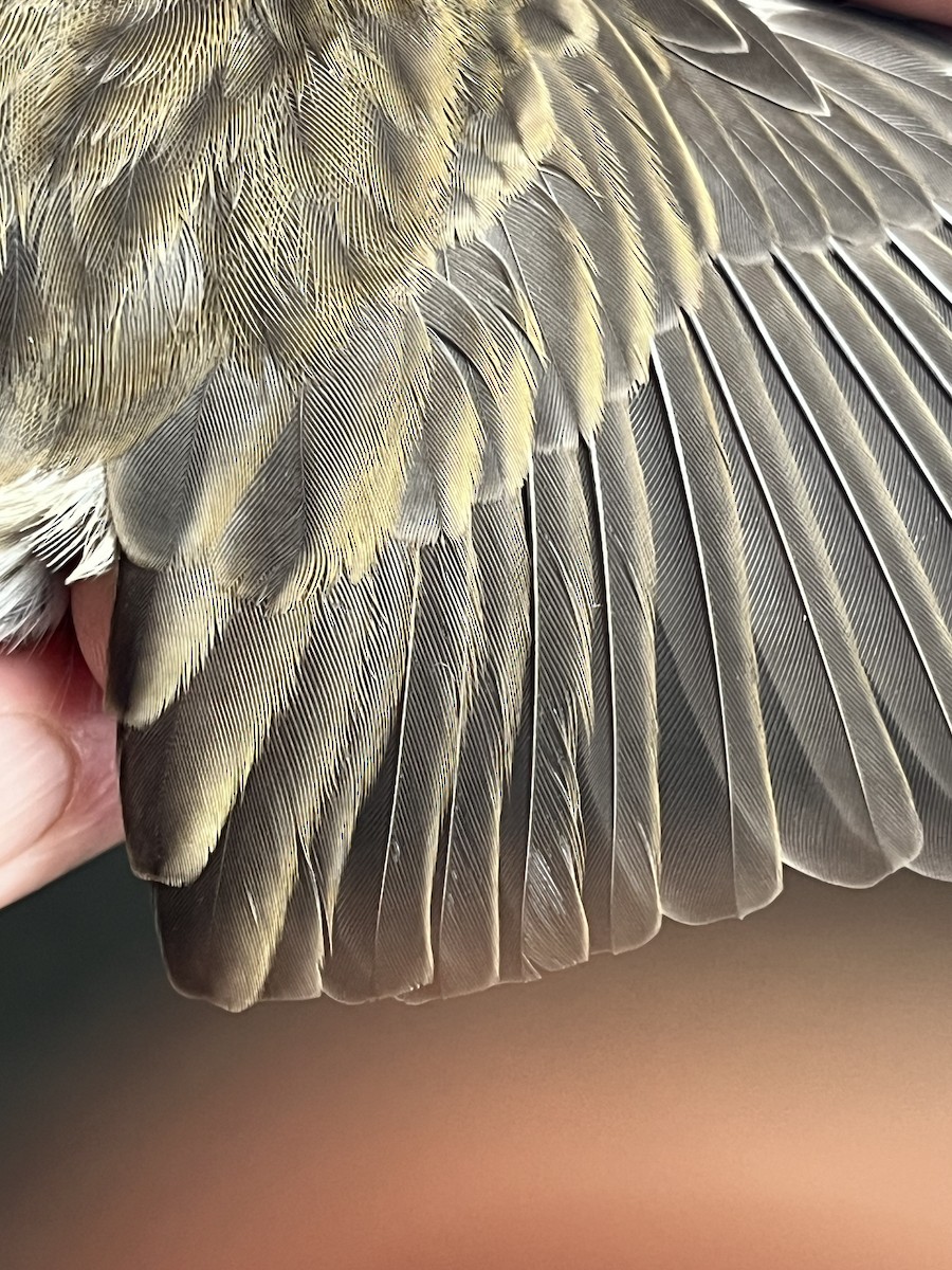 Purple Finch - ML645765684