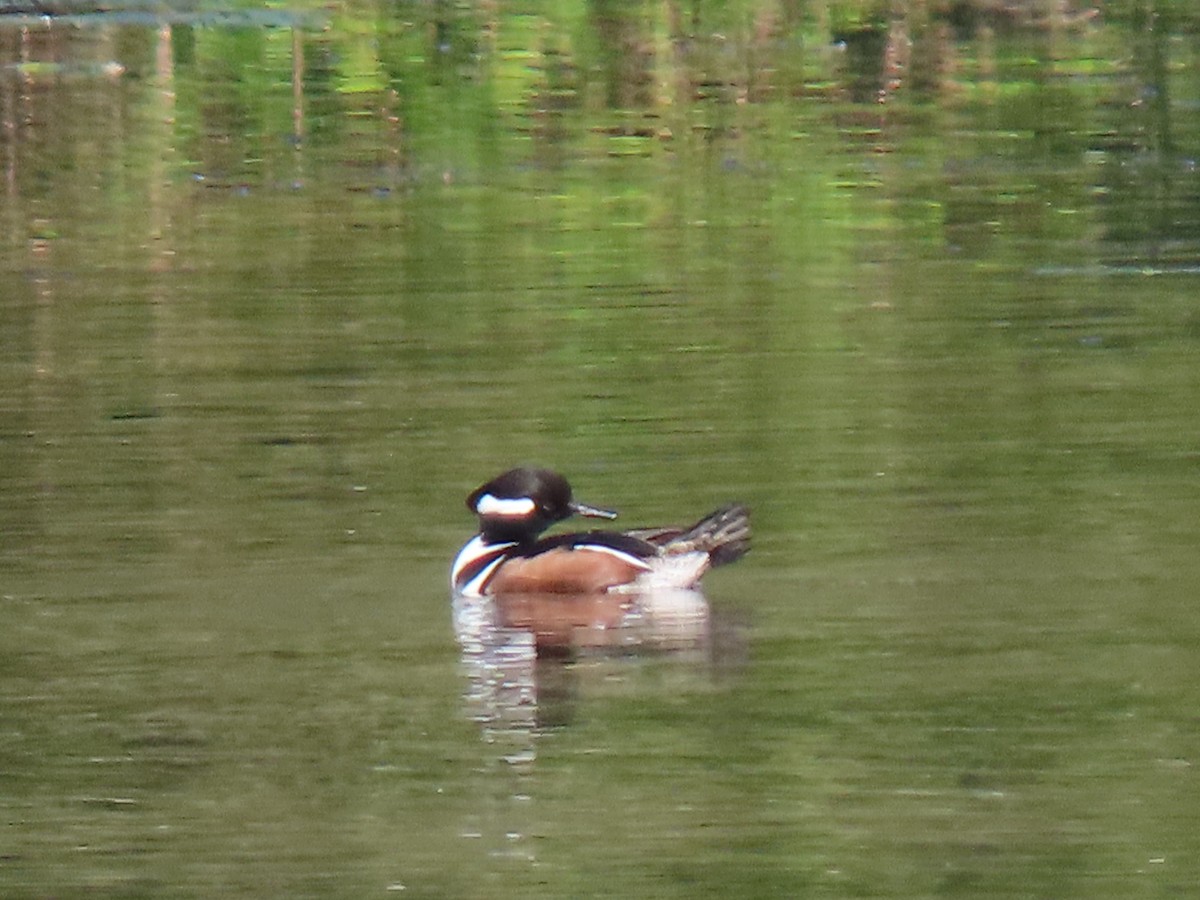 Hooded Merganser - ML645765685