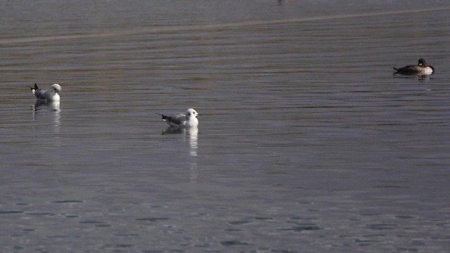 racek Bonapartův - ML645765703