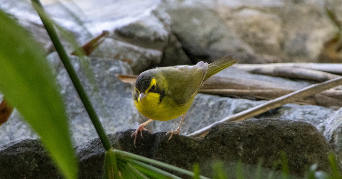 Kentucky Warbler - ML645765705
