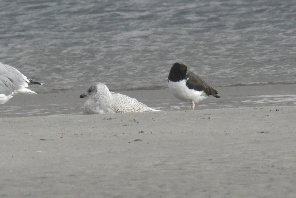 Iceland Gull - ML645765706