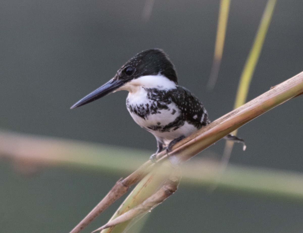Green Kingfisher - ML645765707