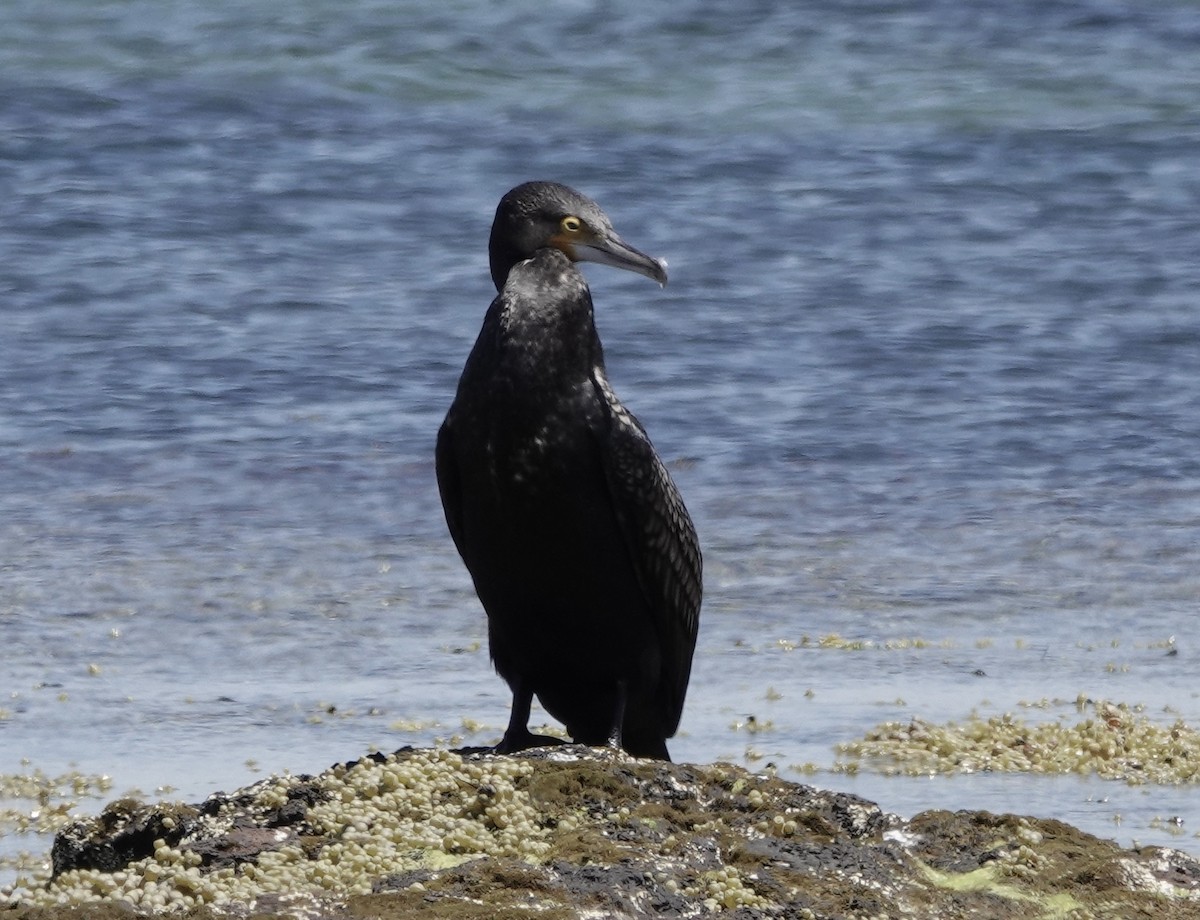 storskarv (novaehollandiae) - ML645765708