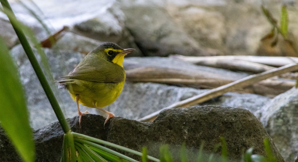 Kentucky Warbler - ML645765712