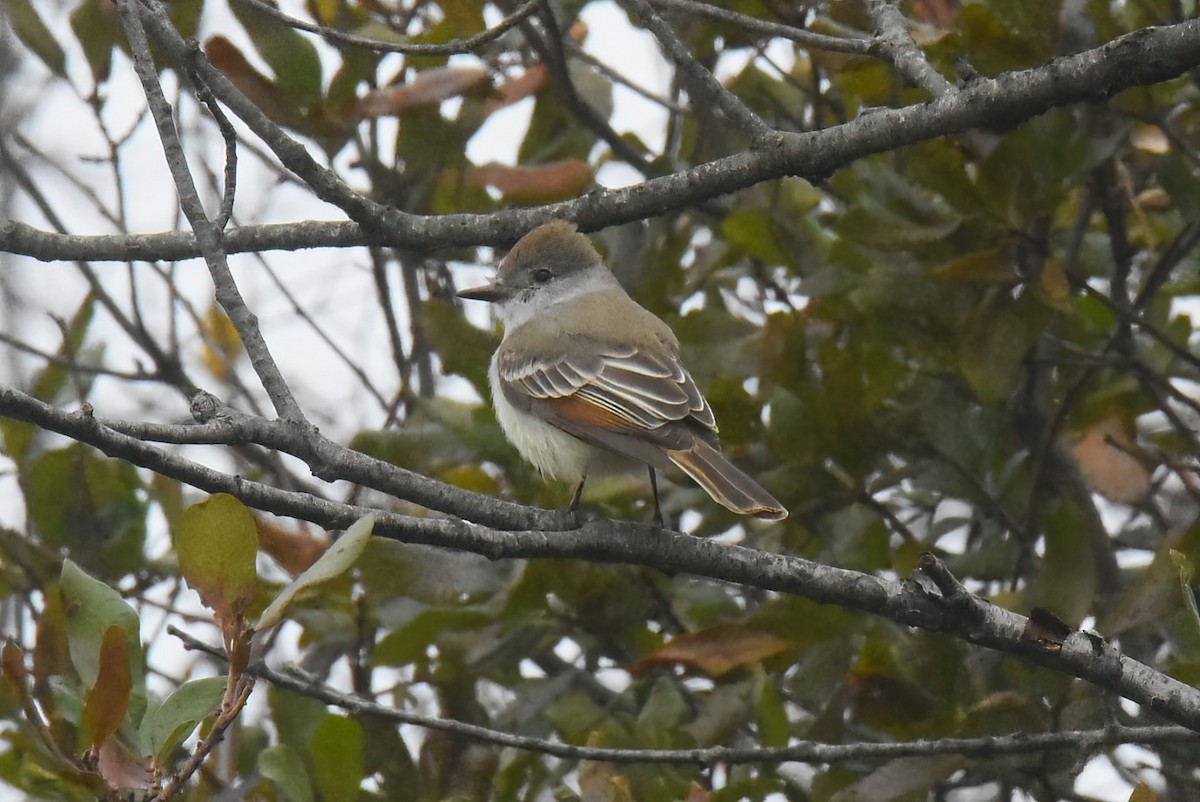 Ash-throated Flycatcher - ML645765713