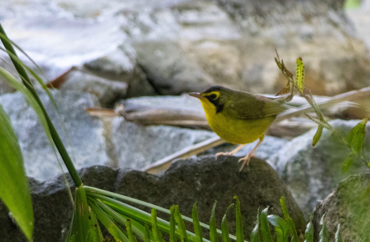 Kentucky Warbler - ML645765714