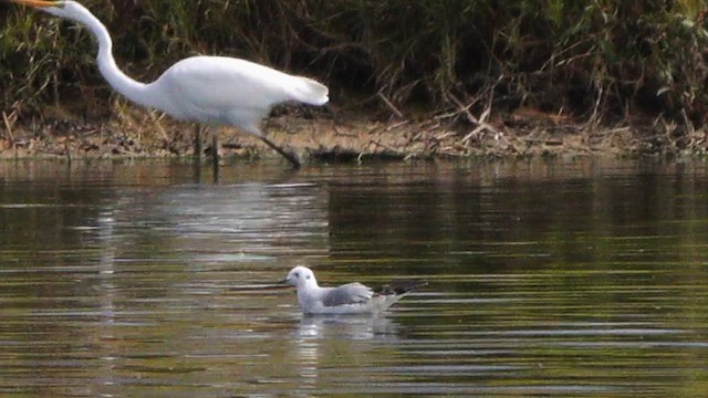 racek Bonapartův - ML645765720