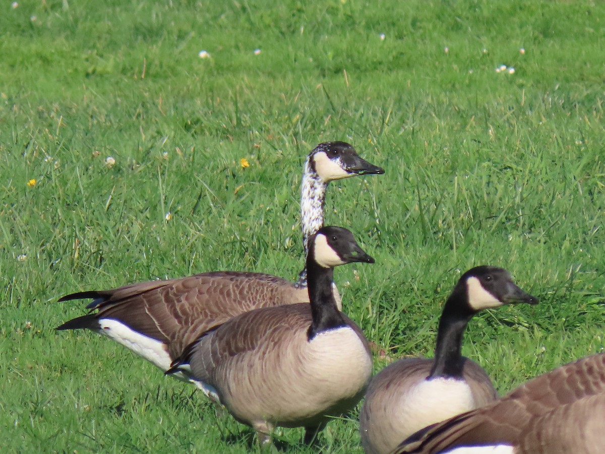 Oca canadese maggiore - ML645765721