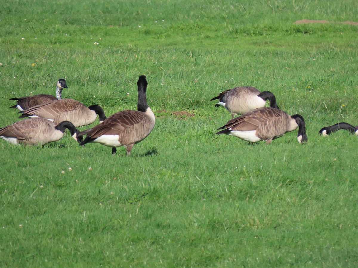 Oca canadese maggiore - ML645765722