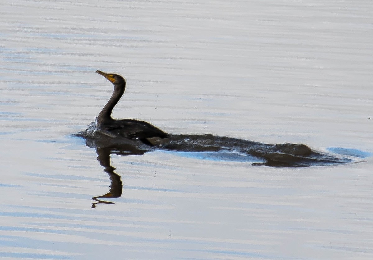 Double-crested Cormorant - ML645765723