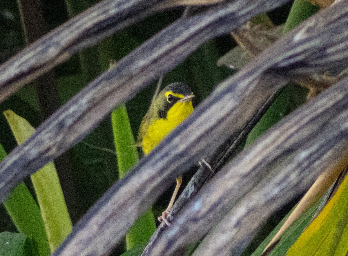 Kentucky Warbler - ML645765725