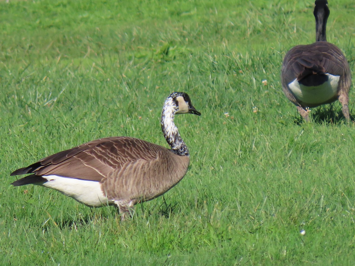 Oca canadese maggiore - ML645765727