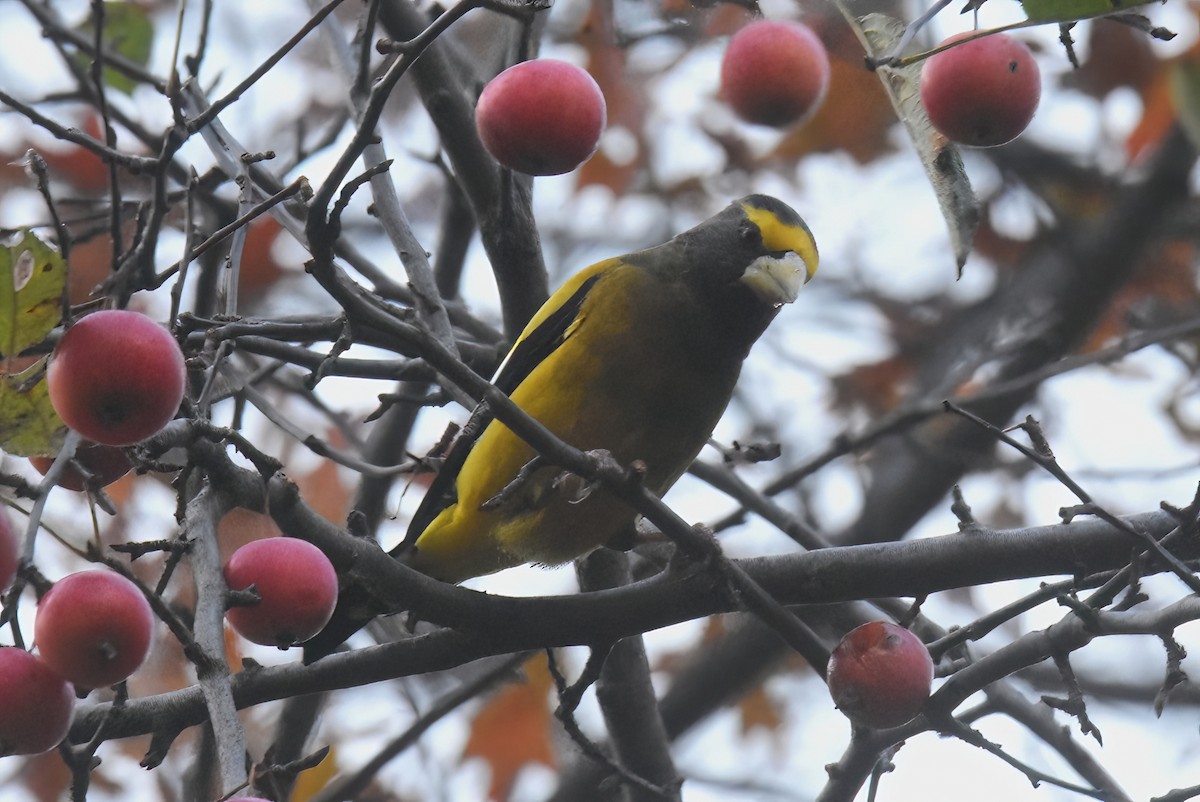 Evening Grosbeak - ML645765731