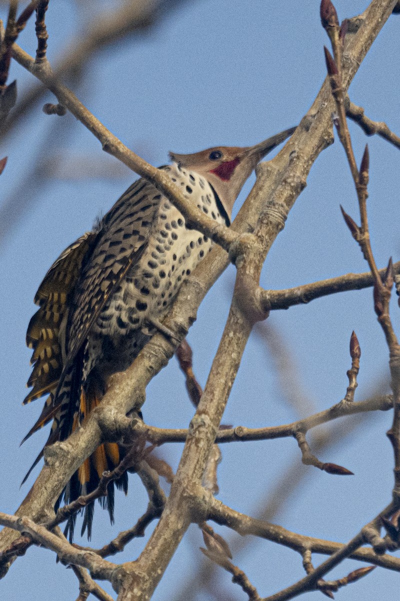 キツツキ科 - ML645765736