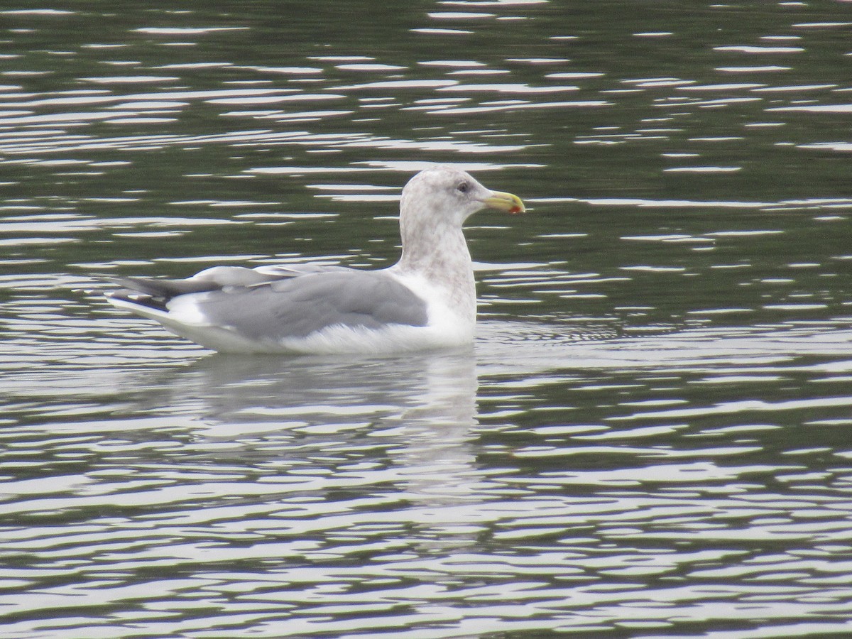 чайка sp. - ML645765738