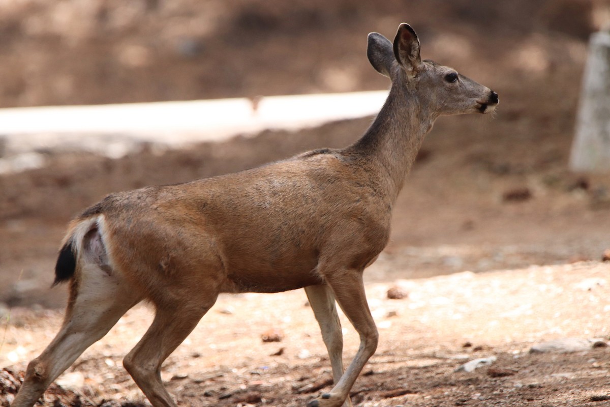 California Mule Deer - ML645765739