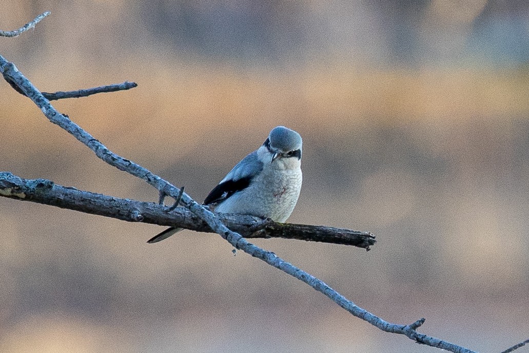 Northern Shrike - ML645765741