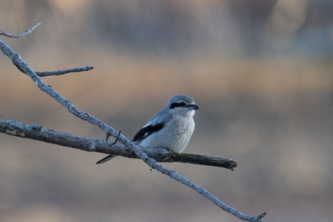 Northern Shrike - ML645765742