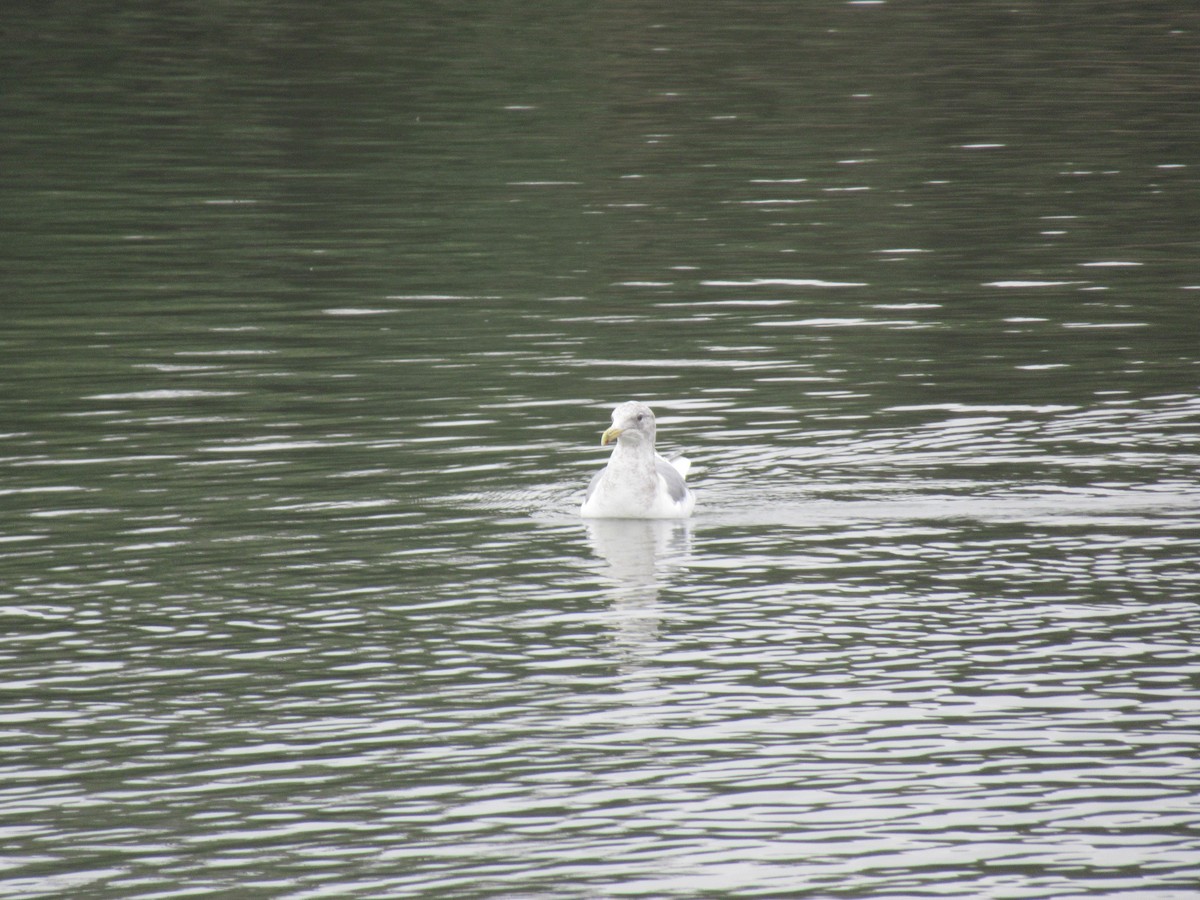 чайка sp. - ML645765743