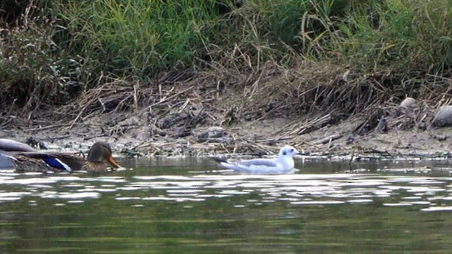 racek Bonapartův - ML645765744