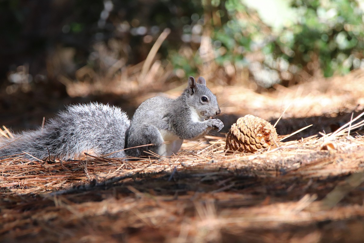 Western Gray Squirrel - ML645765746