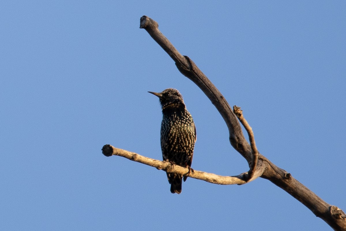 European Starling - ML645765747