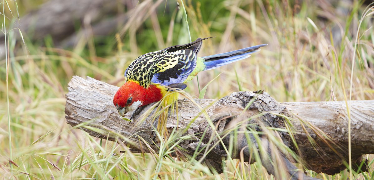 Eastern Rosella - ML645765751