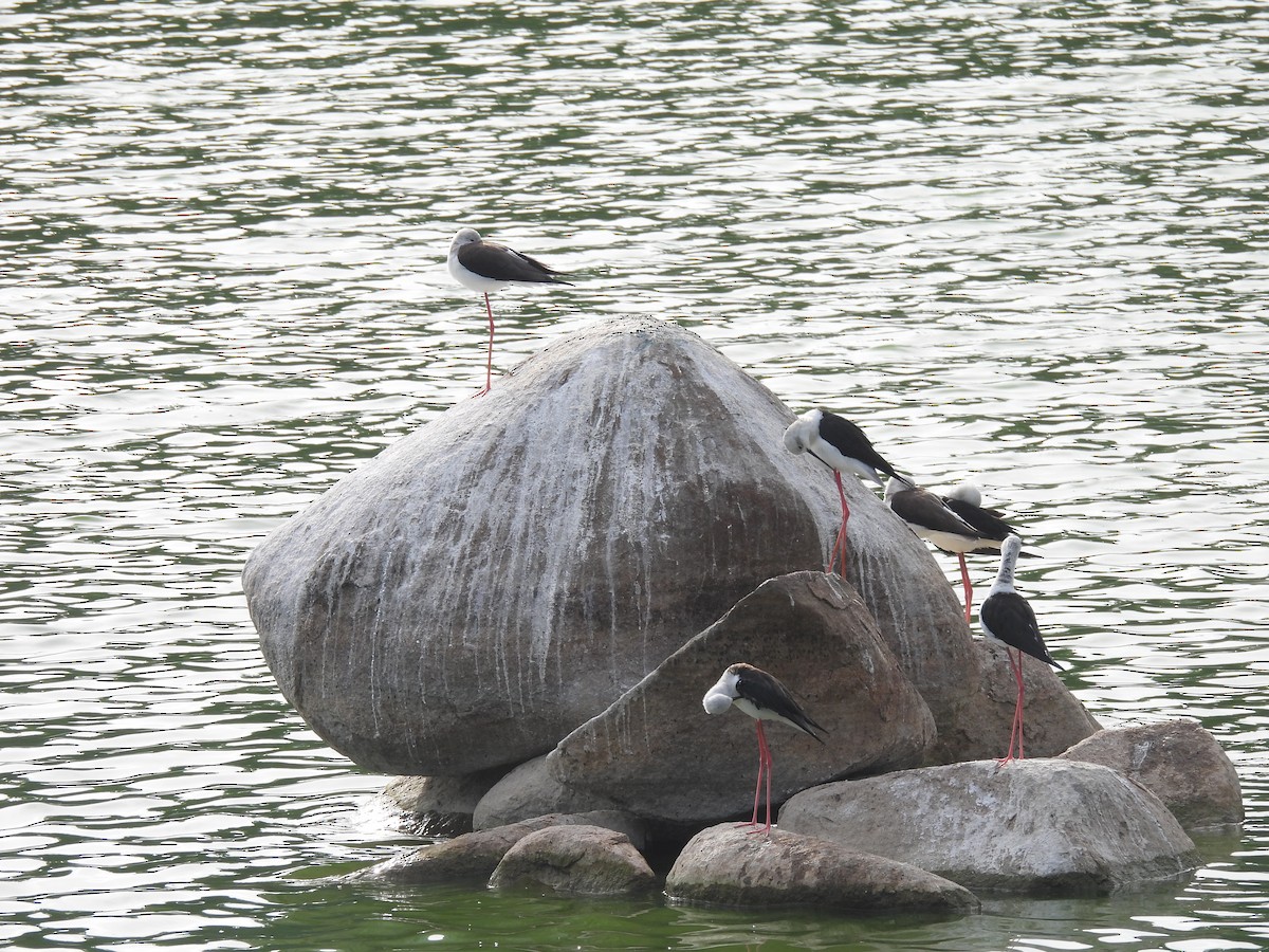 Black-winged Stilt - ML645765754