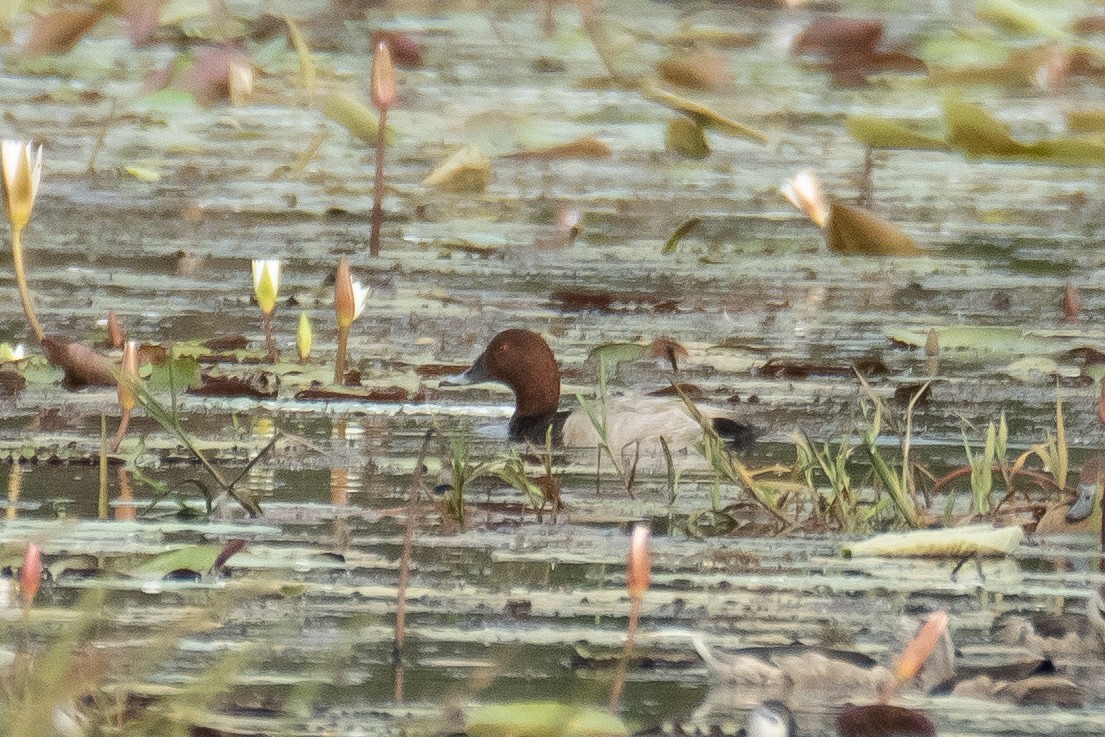 Common Pochard - ML645765755