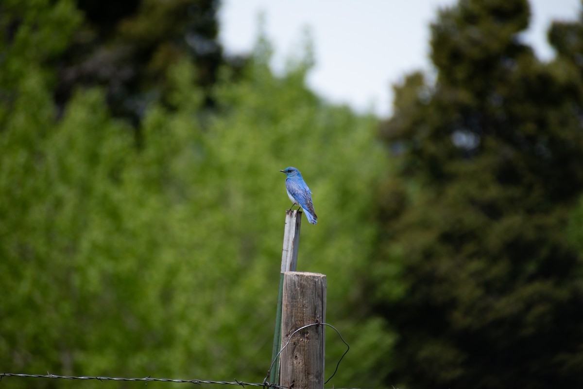 Mountain Bluebird - ML645765756
