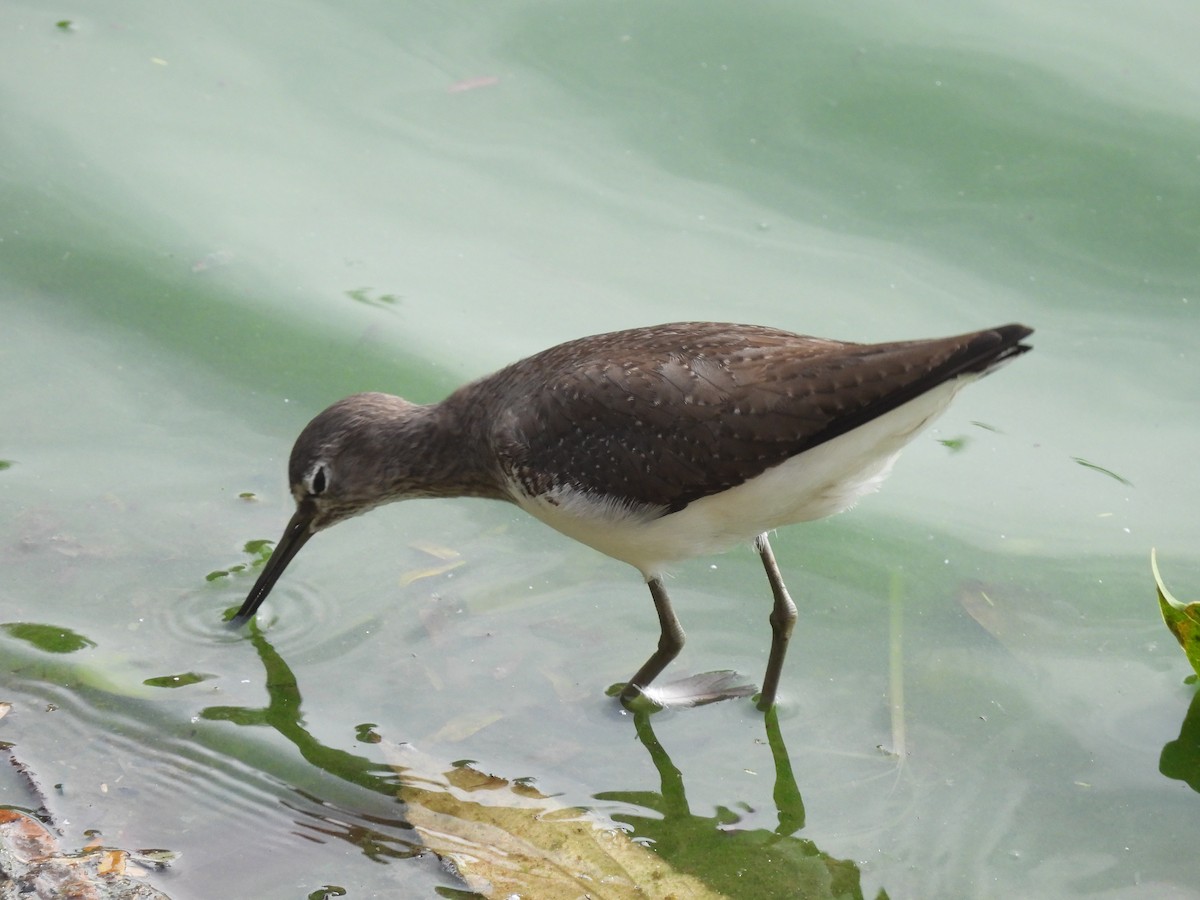 Green Sandpiper - ML645765757