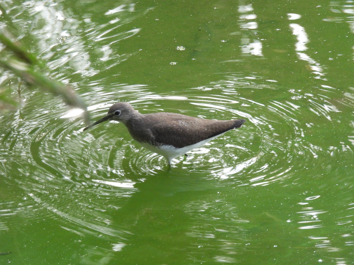 Green Sandpiper - ML645765758
