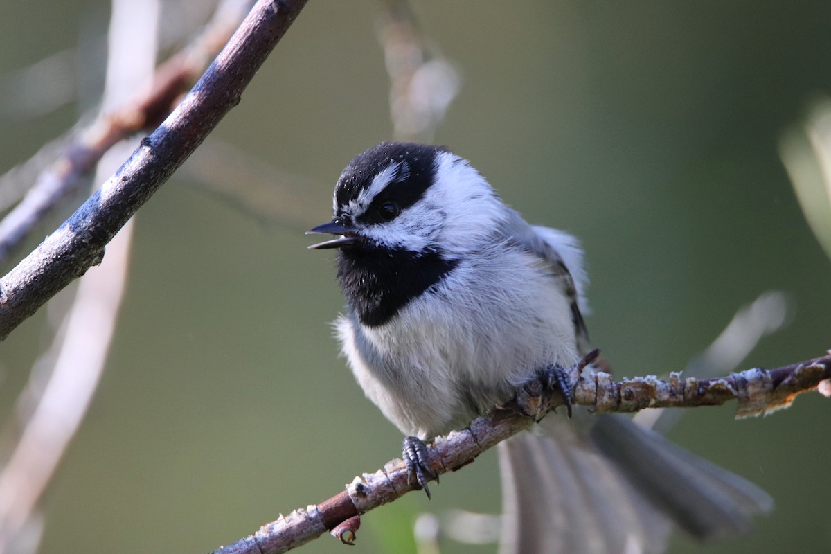 Mountain Chickadee - ML645765759