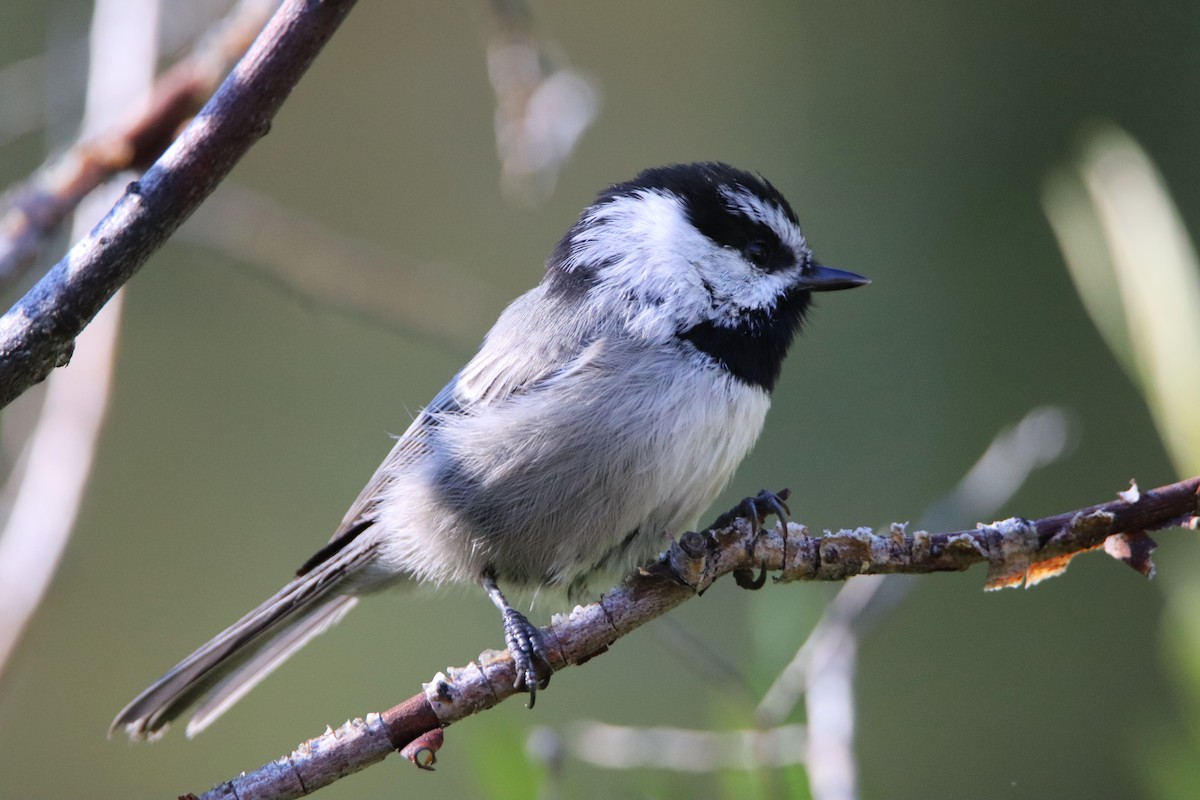 Mountain Chickadee - ML645765760