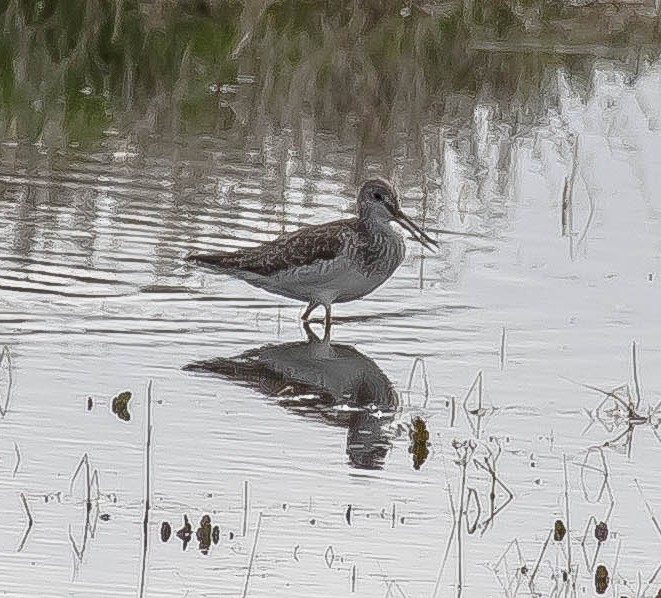 Greater Yellowlegs - ML645765761