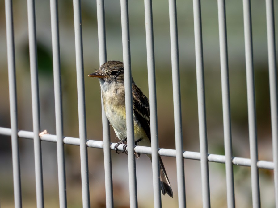 Least Flycatcher - ML645765762