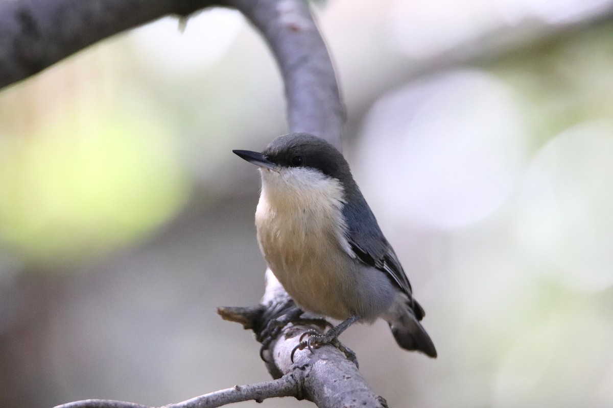 Pygmy Nuthatch - ML645765768