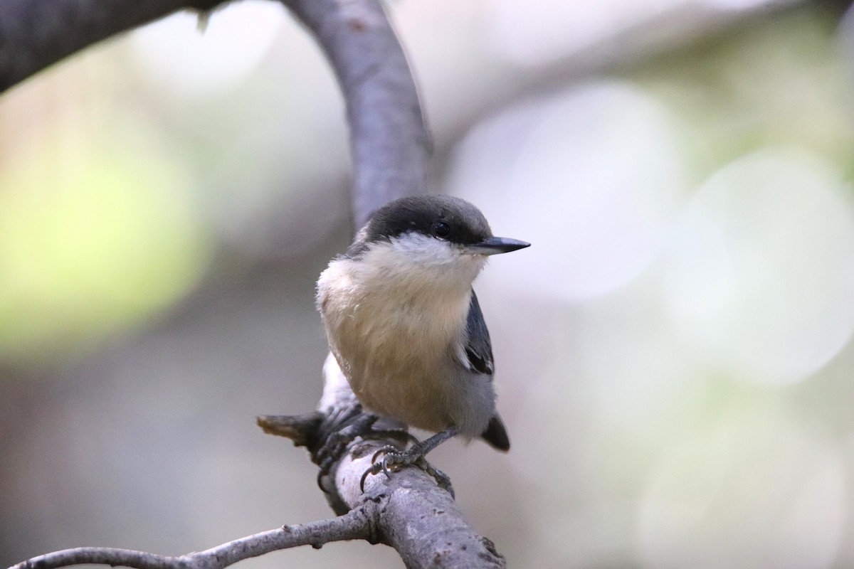 Pygmy Nuthatch - ML645765769
