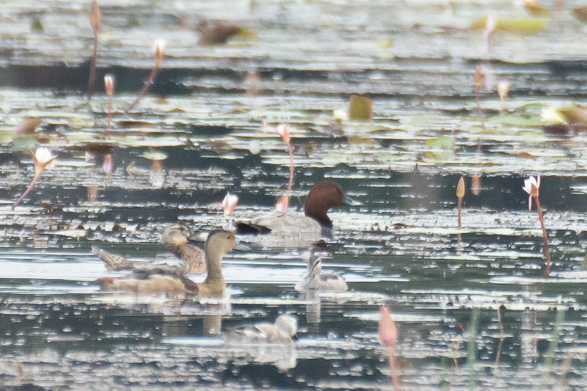 Common Pochard - ML645765770