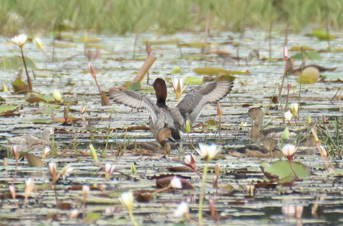 Common Pochard - ML645765771