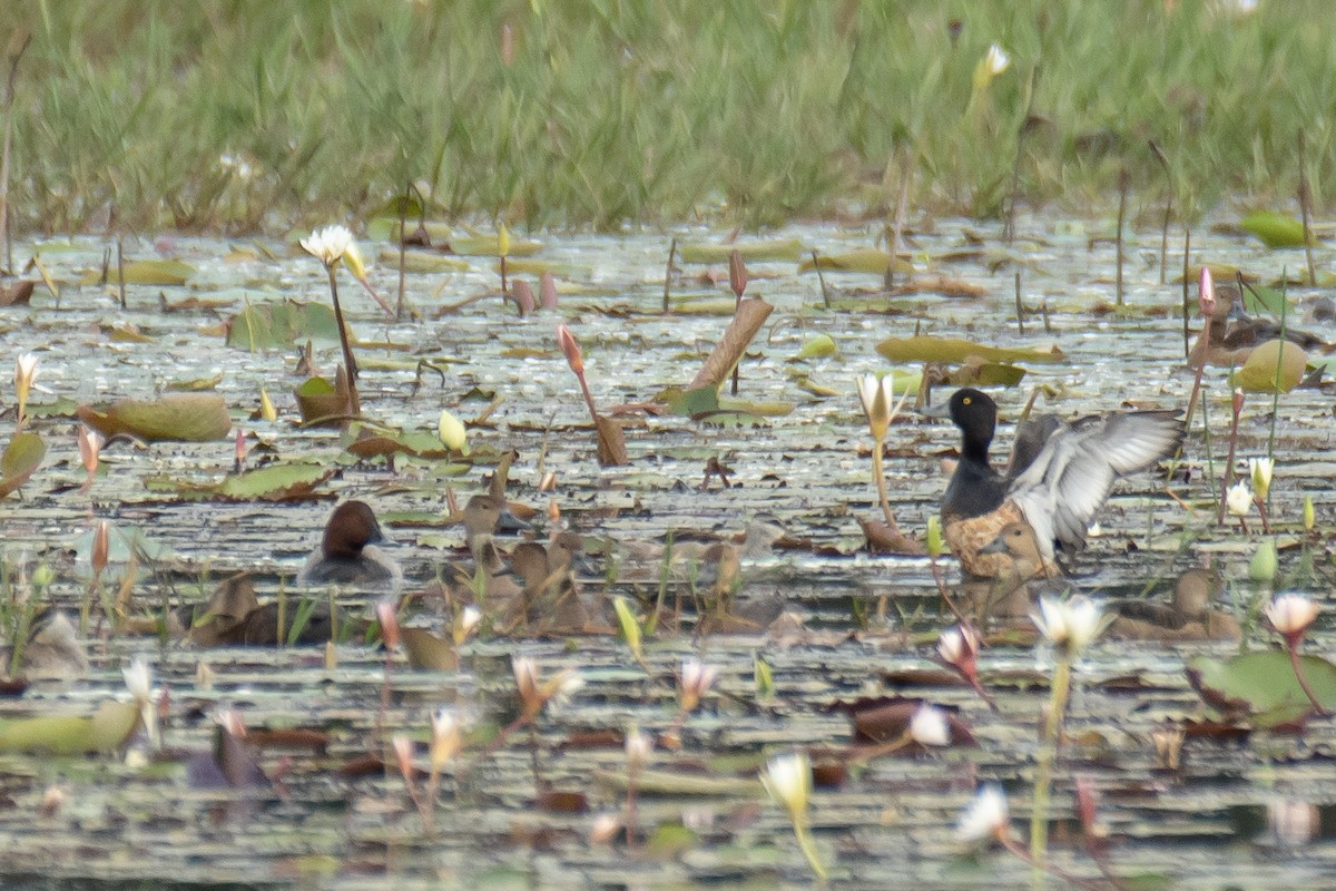 Common Pochard - ML645765772