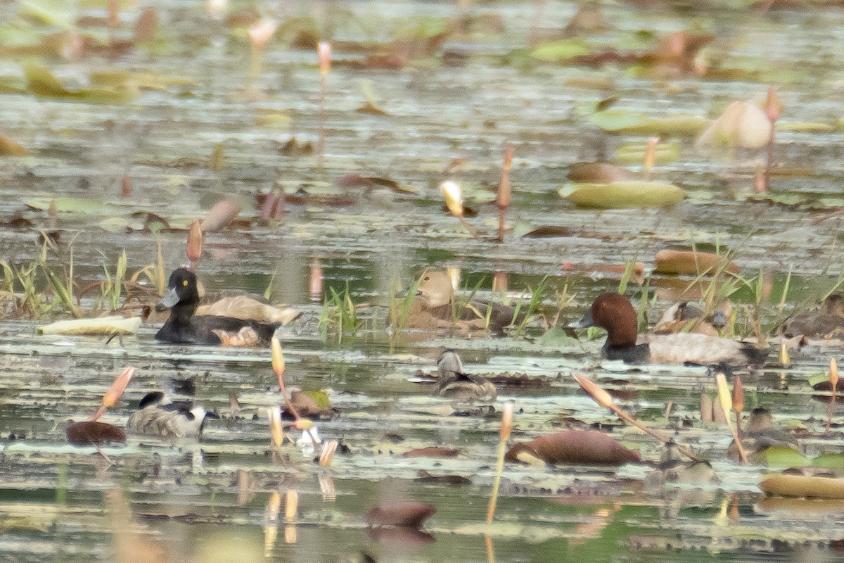 Common Pochard - ML645765773