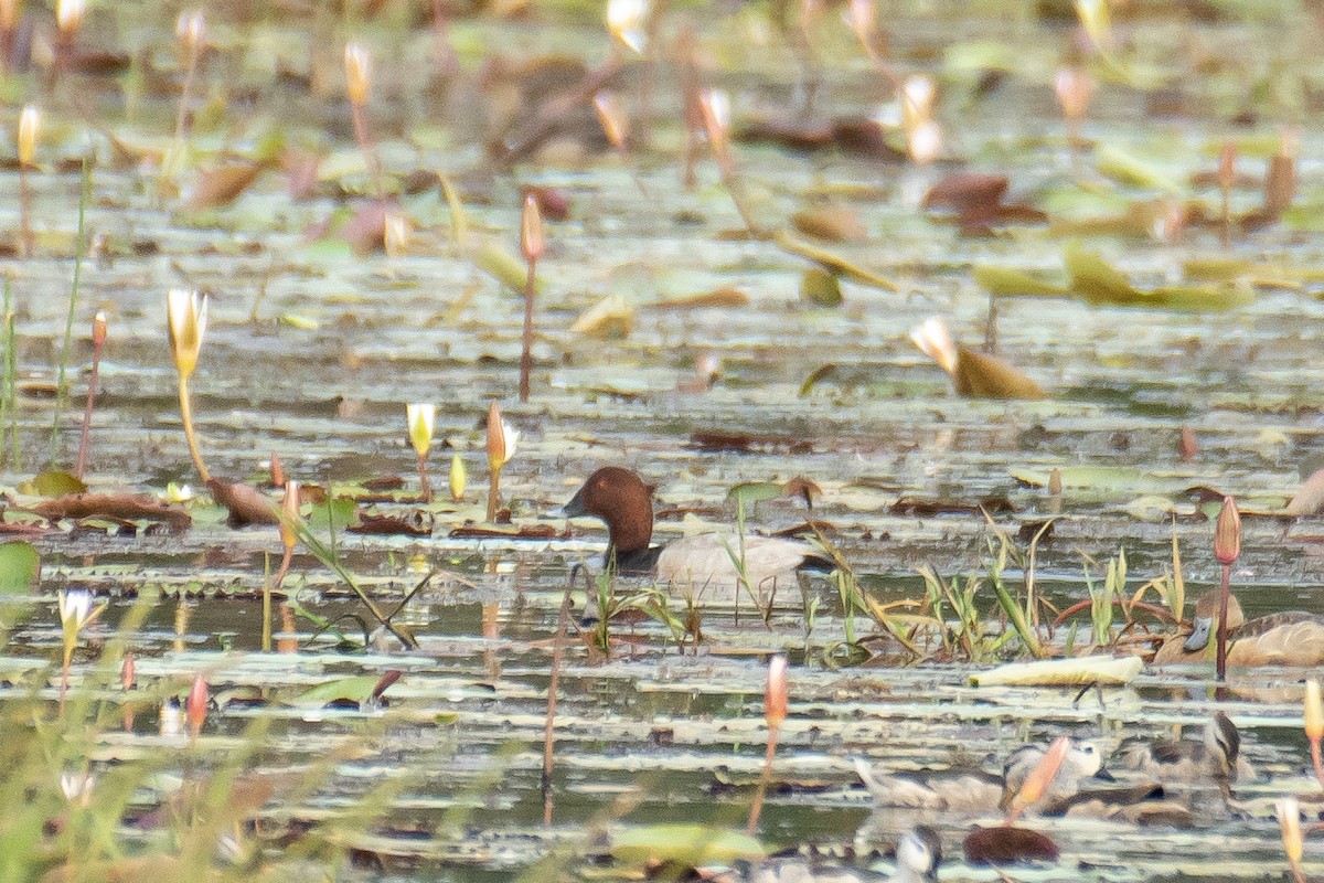 Common Pochard - ML645765774
