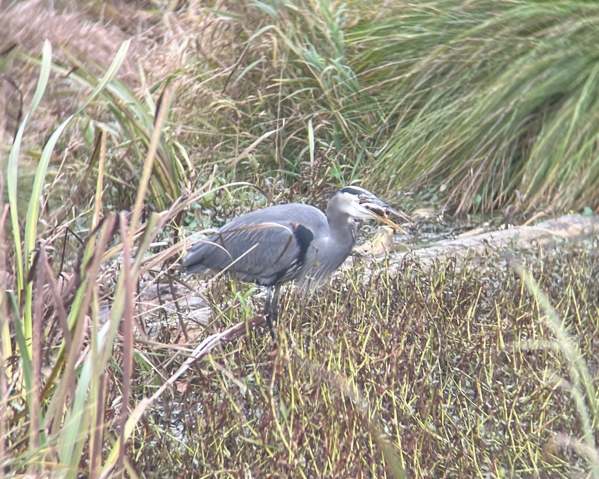 Great Blue Heron - ML645765776