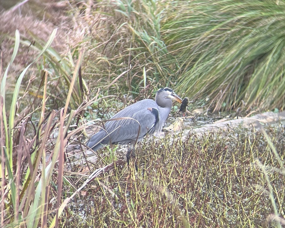 Great Blue Heron - ML645765783