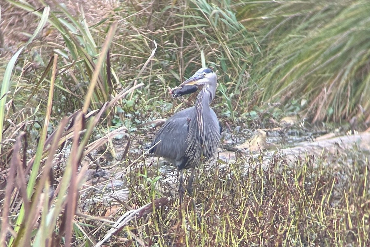 Great Blue Heron - ML645765784